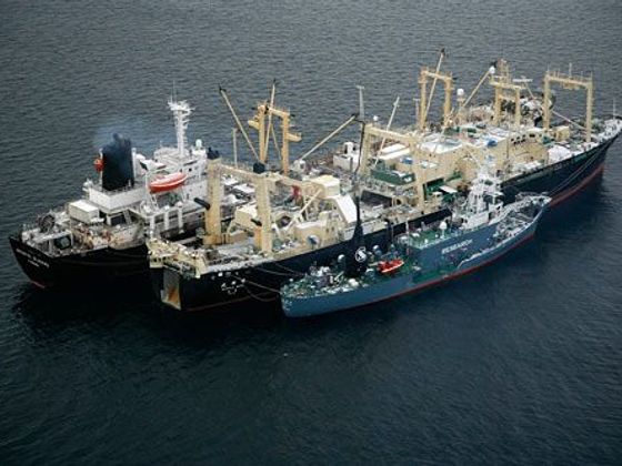 Infobox Velrybářská loď Nisshin Maru