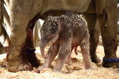 V pražské zoo se poprvé v osmdesátileté historii narodilo slůně. Sameček váží 104 kilogramů