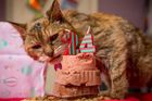 Nejstarší kočka na světě oslavila 24 let. Je hluchá a slepá