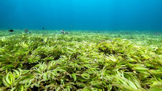 Mořská tráva pohlcuje emise skleníkových plynů v oceánech.