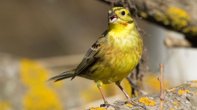 V Česku podle ornitologů ubyl celý milion strnadů. Souvislost s klimatickou změnou je zřejmě jistá.