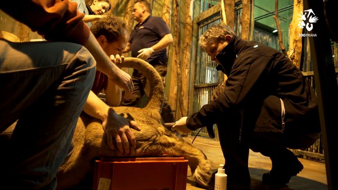 Veterináři v pražské zoo uměle oplodnili samici lva indického Ginni