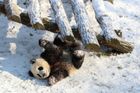 Zimní radovánky obrazem: Do Paříže vyrazili lyžaři, spokojené pandy si hoví ve sněhu