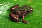 Afroskokan tajemný a mbabo. Čeští vědci objevili dva nové druhy miniaturních žab