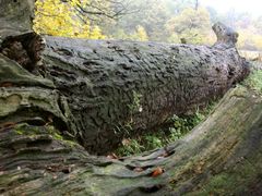 Vrásčitý povrch padlého stromu svědčí o tom, kolik živočichů se na něm před jeho smrtí živilo.