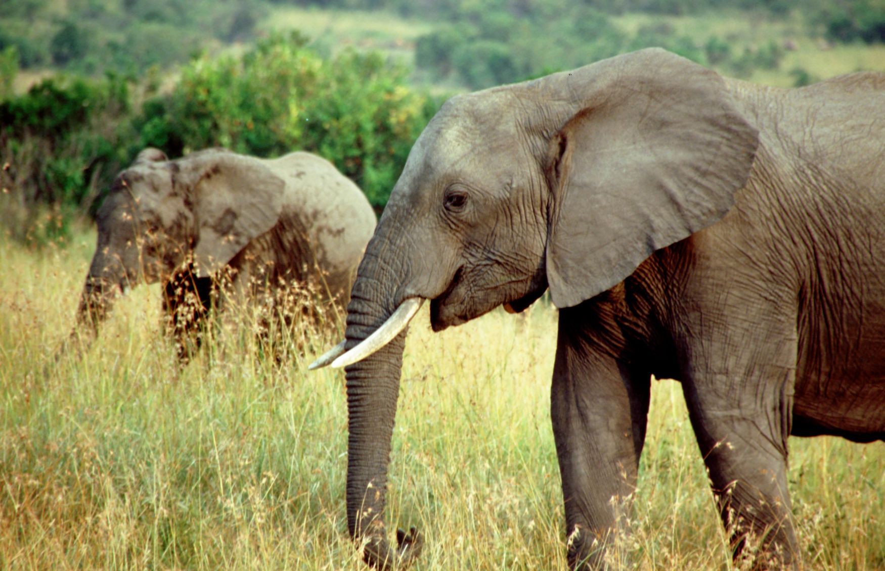 Sloni afričtí