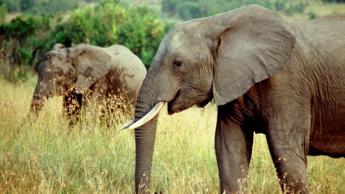 Populace slonů afrických se pohybuje kolem půl milionu jedinců.