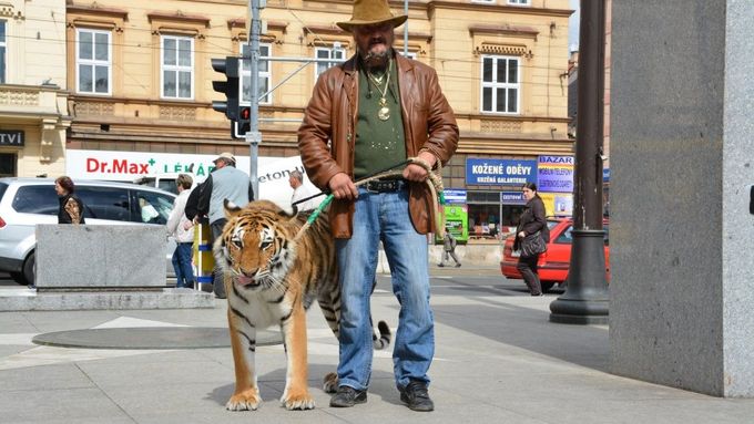 Po Americké třídě v Plzni se procházeli tygři
