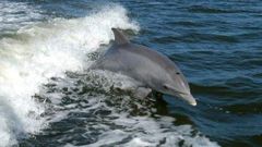 Delfíni na Jadranu
