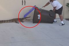 Muž, který "vyhodil" aligátora do popelnice. Video z Floridy je globální senzací