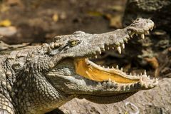 Krokodýl v Indonésii usmrtil vesničana. Místní vyrazili k odplatě s lopatami, pozabíjeli 292 plazů