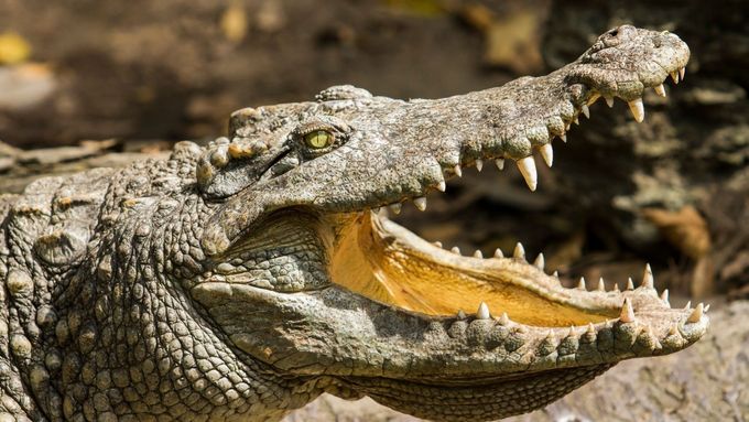 Místo je nechvalně známé útoky krokodýlů na lidi (ilustrační foto).