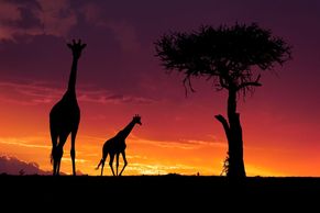Nádherná Afrika. Fotograf přírody Bence Máté ukazuje, co umí nový Panasonic Lumix G9