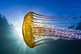 Cenu fanoušků podvodní fotografie (Fan Favorite) si převzal Todd Aki z Floridy za fotografii medúzy Chrysaora quinquecirrh.