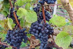 Vinaři doufají v dlouhé babí léto, úroda bude dobrá