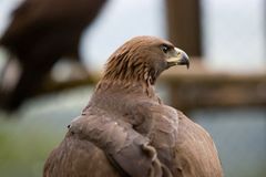 Do Česka se po 100 letech vrací orli skalní