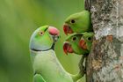 Gagana Mendis Wickramasinghe (Srí Lanka): Mláďata papouška alexandra malého vykukují z hnízda na otce, který se vrací s potravou. Desetiletý Gagana papoušky pozoroval a fotografoval v době lockdownu z balkonu bytu, ve kterém žije s rodiči. Čestné uznání v kategorii do 10 let.