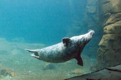Tuleni přicházejí o sluch. Může za to hluk na frekventovaných námořních trasách