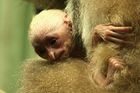 V liberecké zoo se narodil gibon, pohlaví je záhadou
