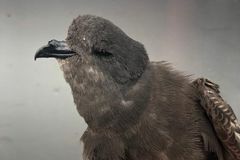 Na Šumpersku byl objeven nový ptačí druh. Buřníček přiletěl až z Atlantiku