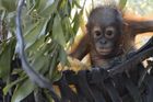 Na Sumatře objevili nový druh orangutana. Na světě jich je jenom osm stovek