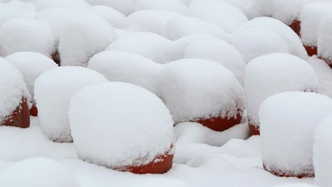 Snow decorated pumpkins are seen in Eichenau, near Munich October 28, 2012. REUTERS/Michaela Rehle (GERMANY - Tags: ENVIRONMENT SOCIETY) Published: Říj. 28, 2012, 9:39 dop.