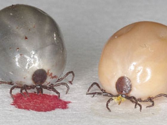 Plně nasátá samice v laboratorních podmínkách Biologického centra.