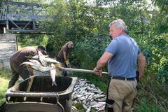 Rybáři vylovili z Dyje dalších deset tun mrtvých ryb, Povodí čelí trestnímu oznámení