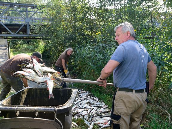 Rybáři při likvidaci uhynulých ryb v Bečvě.