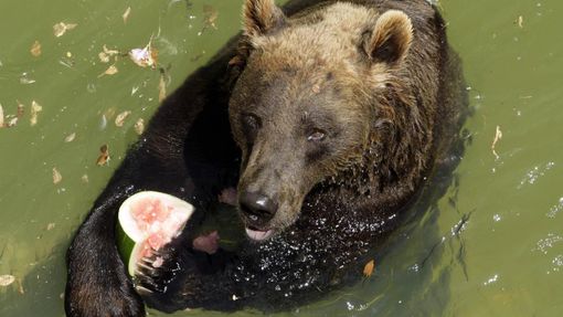 A brown bear eats a watermelon as he stands in the water during a hot day at Biopark Zoo in Rome June 22, 2012. A heat wave swept across Italy on Tuesday with temperatures of around 32 degrees made worse by the warm air from the Scipione wind blowing from north Africa. The high temperatures are expected to last for most of June. REUTERS/Remo Casilli (ITALY - Tags: ANIMALS ENVIRONMENT SOCIETY) Published: Čer. 22, 2012, 4:06 odp.
