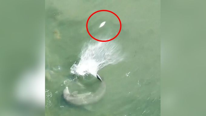 Vyhodit do vzduchu a ulovit. Nadšenec natočil nevšední loveckou techniku delfínů.