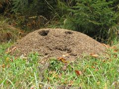 Díky skvělé organizovanosti jsou mravenčí kolonie považovány za jakýsi superorganismus