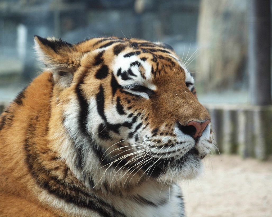 Zoo Dvůr Králové - tygřice Nina