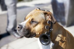 Díky unikátnímu zařízení porozumíme psí řeči