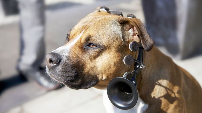 Díky unikátnímu zařízení porozumíme psí řeči