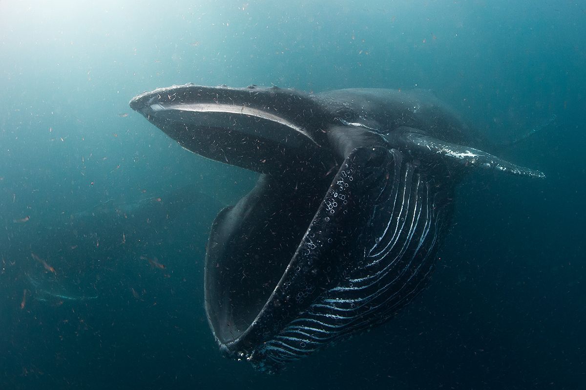 Underwater Photographer of the Year 2017: Vítězové soutěže