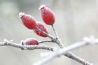 Zima se nevzdává, do Česka se vrací noční mrazy i sníh