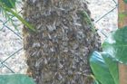 Medu bude málo, včelaři varují před falzifikáty