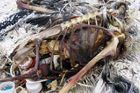 Obří ostrov odpadků mění Pacifik v žumpu