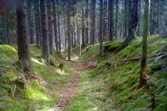 České lesy chřadnou nejvíc v Evropě. Chybí nám úcta k divočině