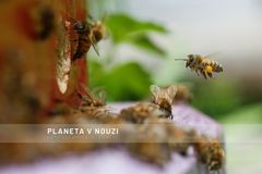 Katastrofální rok pro včely. Kvůli extrémům nemají co jíst, odrazí se to na ceně medu