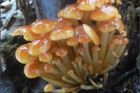 Jediná houba by mohla sežrat vše živé na světě. Rostou do plic i skal, říká mykolog