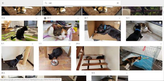 Aplikace Fotky Google umí vyhledávat plemena domácích mazlíčků.
