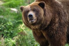 Na Břeclavsku se potuluje medvěd, lesníci varují veřejnost