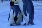 Dojemné záběry tučňáků, kteří se loučí s uhynulým mládětem