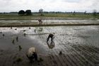 Čínu ohrožuje nedostatek vody, rýži mají nahradit brambory