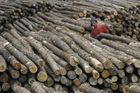 Czechs ruin rainforests too, with illegal wood imports