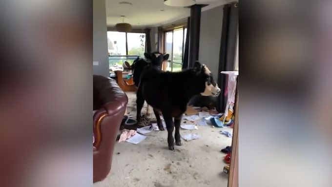 Dvě krávy se chovatelce vloupaly do obývacího pokoje. Zničily tam, co mohly.