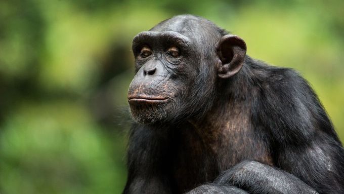 V odborných kruzích doposud platila představa, že sebeuspokojování primátů je založené na snaze zlepšit svou erekci a kvalitu spermatu.