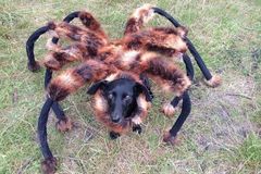 Skrytá kamera: Pes převlečený za obřího pavouka děsí lidi